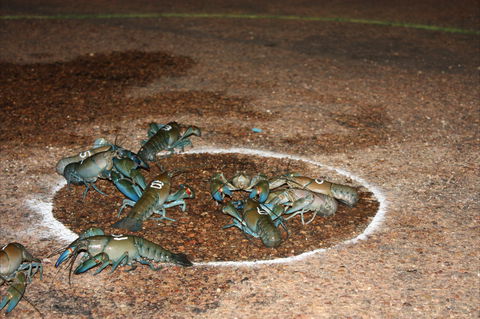 Windorah International Yabby Races - Postponed - Pubs Sydney 2