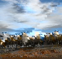 Annual Bredbo Sheep Dog Trials - Pubs Sydney