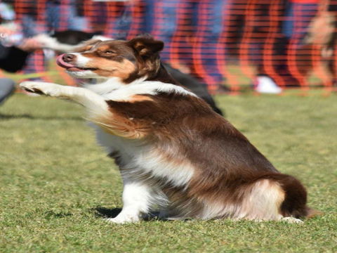 Dogs In The Park NSW Orange - Pubs Sydney 0