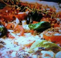 Alfio's Pizzeria - Pubs Sydney