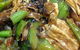 Sun Ming Restaurant - thumb 0