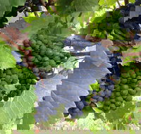 Marcus Hill Vineyard - Pubs Sydney