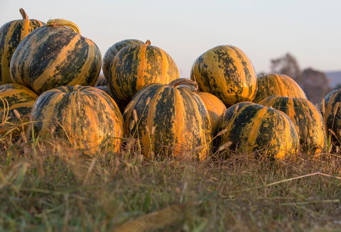 Australian Pumpkin Seed Company - Pubs Sydney 0