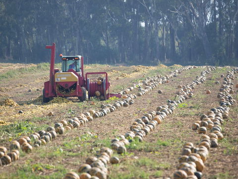 Australian Pumpkin Seed Company - Pubs Sydney 2