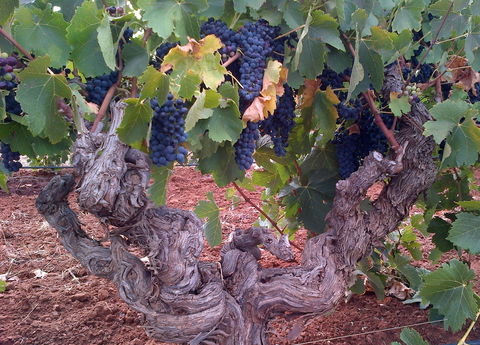 John Duval Wines - Pubs Sydney 2