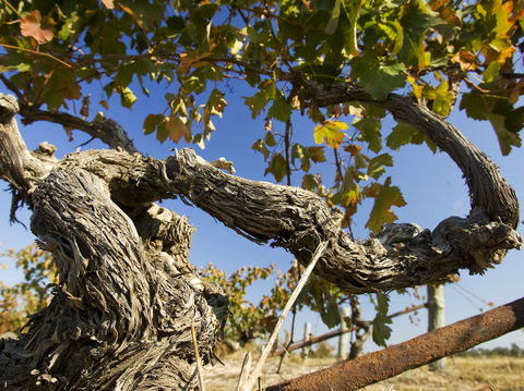 Jones Winery & Vineyard - Pubs Sydney 2