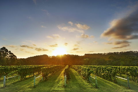 Singlefile Wines - Pubs Sydney 1
