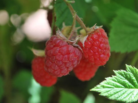Westerway Raspberry Farm - Pubs Sydney 0
