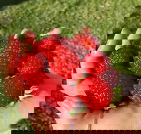 Beechworth Berries - Pubs Sydney