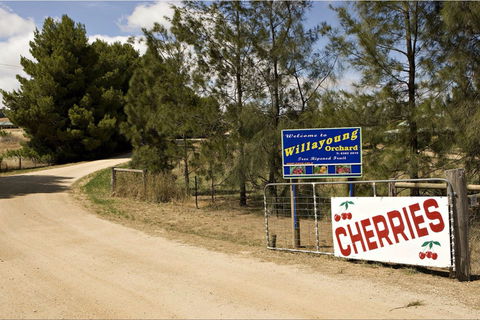 Willayoung Orchard - Pubs Sydney 1