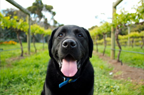 Every Man And His Dog Vineyard - Pubs Sydney 0