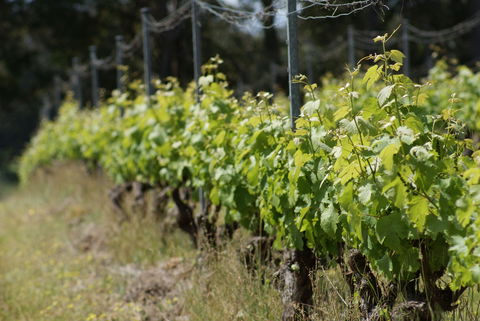 Barton Jones Wines - Pubs Sydney 1