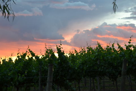 Serengale Vineyard - Pubs Sydney 1