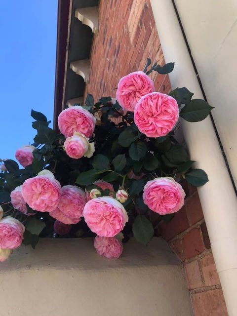 Ingleside Bakery Cafe - Pubs Sydney 4