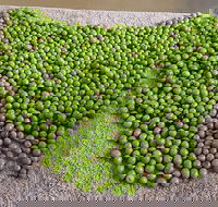 Wattle Hill Olives - Pubs Sydney