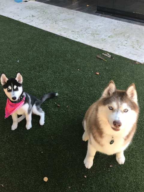 FurBaby Boutique & Cafe - Pubs Sydney 7