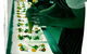 Lime Tree Bar & Restaurant - thumb 12