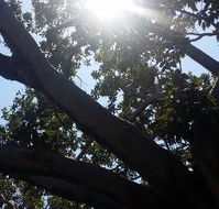 The Season Tree - Pubs Sydney