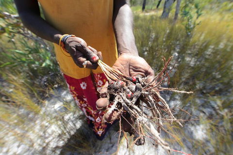 Gay-Wu Woman's 5 Day Yolngu Homeland Tour - Pubs Sydney 0