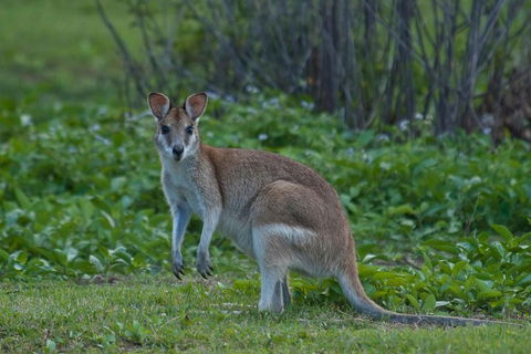 Cairns 4WD Waterfall And Rainforest Tour Including Kuranda Scenic Railway - Pubs Sydney 2