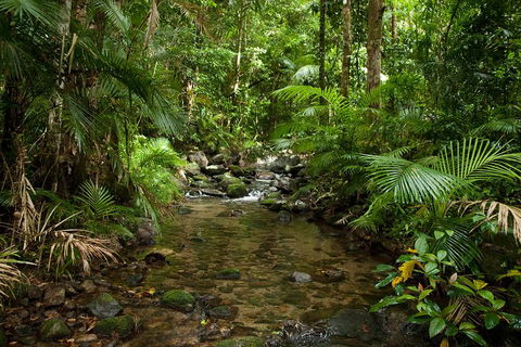 Cairns Reef And Rainforest Combo: Daintree Rainforest And The Great Barrier Reef - Pubs Sydney 1