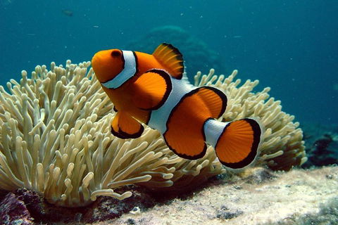Cairns Reef And Rainforest Combo: Daintree Rainforest And The Great Barrier Reef - Pubs Sydney 2
