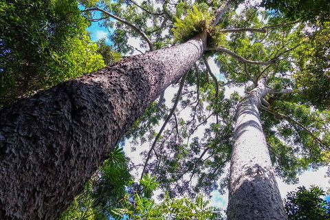 Paronella Park And Millaa Millaa Falls Full-day Tour From Cairns - Pubs Sydney 1