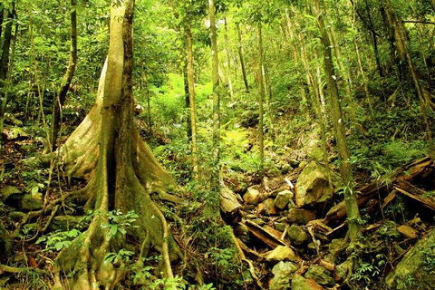 Barron Gorge And Kuranda National Park Half Day Rainforest And Waterfall 4WD Tour From Cairns - Pubs Sydney 4