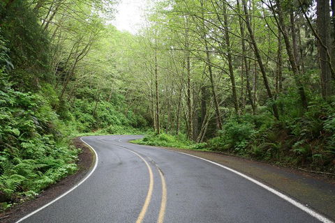 Cruise Ship Shore Excursion - Private Great Ocean Road Full Day Tour (12 Hour) - Pubs Sydney 3