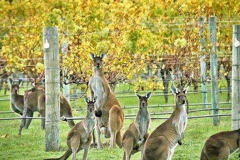 Three Day Charter Margaret River Region (inbound Melbourne Travelers) - Pubs Sydney 5