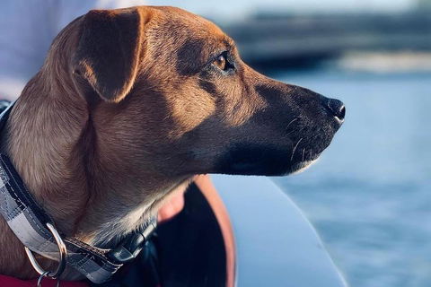 1.5-Hour Boat Rental In Melbourne - Pubs Sydney 0