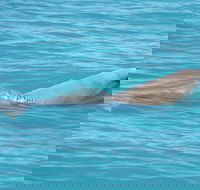 Snubfin Dolphin Eco Cruise from Broome - Pubs Sydney