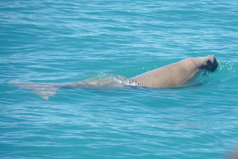 Snubfin Dolphin Eco Cruise From Broome - Pubs Sydney 0