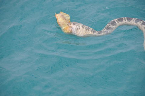 Snubfin Dolphin Eco Cruise From Broome - Pubs Sydney 2