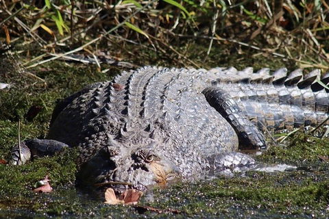 Full Day Tour In The Daintree - Pubs Sydney 0