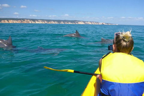Kayak With Dolphins And 4WD Great Beach Drive Day Trip From Noosa - Pubs Sydney 1