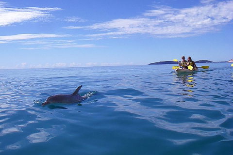 Kayak With Dolphins And 4WD Great Beach Drive Day Trip From Noosa - Pubs Sydney 2