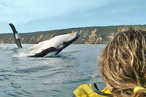 Kayak With Dolphins And 4WD Great Beach Drive Day Trip From Noosa - Pubs Sydney 3