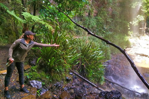 Rainforest & Waterfalls Extravaganza - Pubs Sydney 4