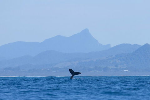 The Byron Bay Sea Kayak Tour - Pubs Sydney 0