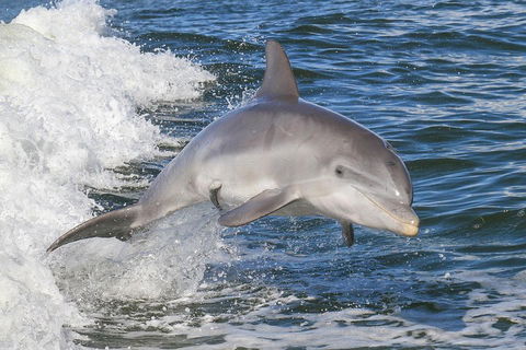 Noosa Oceanrider Scenic Dolphin Safari - Pubs Sydney 0