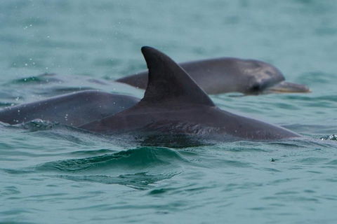 Noosa Oceanrider Scenic Dolphin Safari - Pubs Sydney 1