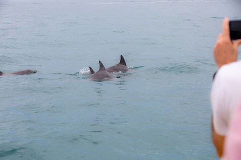 Noosa Oceanrider Scenic Dolphin Safari - Pubs Sydney 2