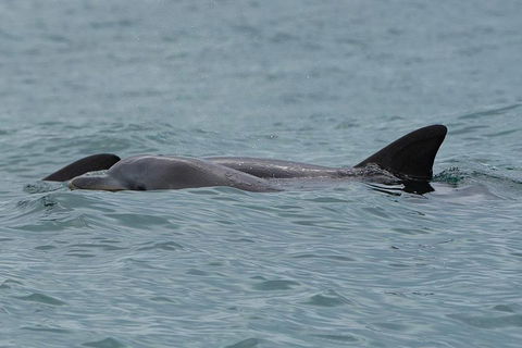 Noosa Oceanrider Scenic Dolphin Safari - Pubs Sydney 3
