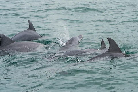 Noosa Oceanrider Scenic Dolphin Safari - Pubs Sydney 5