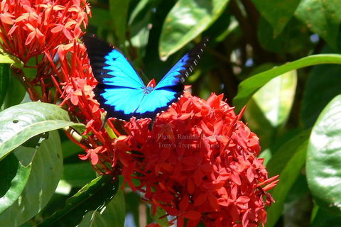 Daintree Rainforest, Cape Tribulation, Mossman Gorge Small-Group Day Tour - Pubs Sydney 2