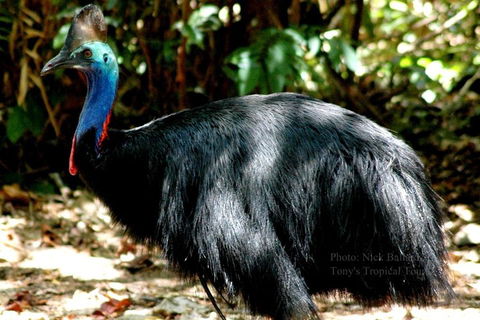 Daintree Rainforest, Cape Tribulation, Mossman Gorge Small-Group Day Tour - Pubs Sydney 3