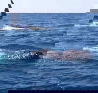 Noosa Whale Watching - Pubs Sydney