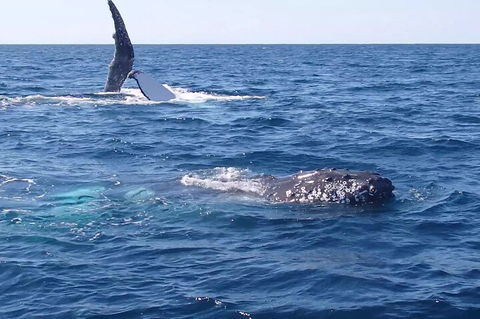 Noosa Whale Watching - Pubs Sydney 0