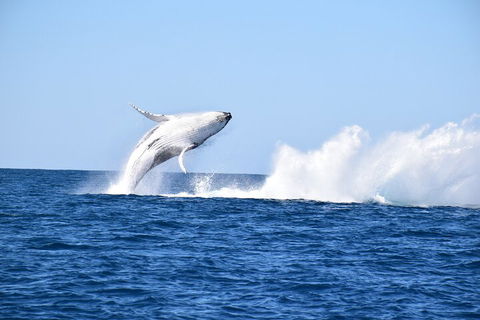 Noosa Whale Watching - Pubs Sydney 1